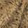 tan lynx